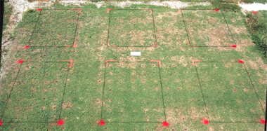 Basagran herbicide effect on Champion bermudagrass