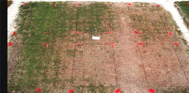 MSMA herbicide effect on Champion bermudagrass