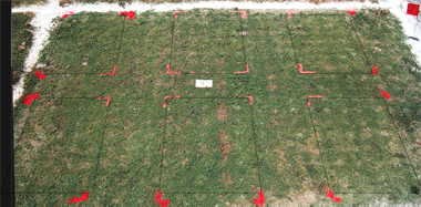 Primo PGR effect on Champion bermudagrass