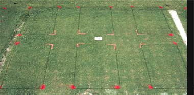 Basagran herbicide effect on Classic Dwarf bermudagrass