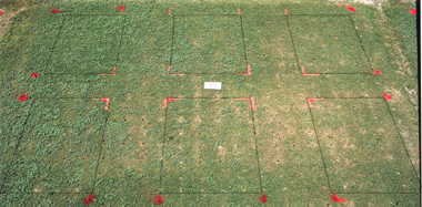 Illoxan herbicide effect on Classic Dwarf bermudagrass