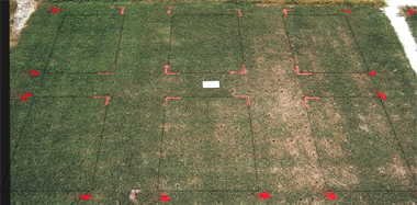 MSMA herbicide effect on Classic Dwarf bermudagrass