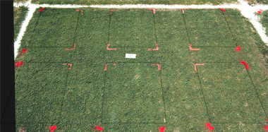 Primo PGR effect on Classic Dwarf bermudagrass