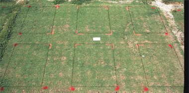 Basagran herbicide effect on FloraDwarf bermudagrass
