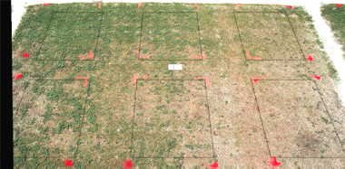 Illoxan herbicide effect on FloraDwarf bermudagrass