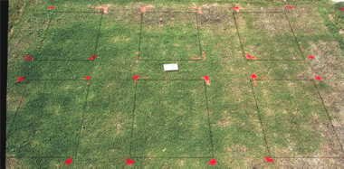 Illoxan herbicide effect on Mini-Verde? bermudagrass