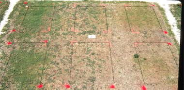 Illoxan herbicide effect on MS-Supreme bermudagrass