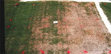 MSMA herbicide effect on MS-Supreme bermudagrass