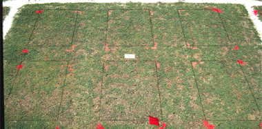 Primo PGR effect on MS-Supreme bermudagrass