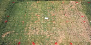Illoxan herbicide effect on PG1 bermudagrass