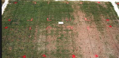MSMA herbicide effect on PG1 bermudagrass