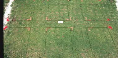 Primo PGR effect on PG1 bermudagrass
