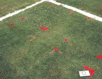 Basagran controls spurge