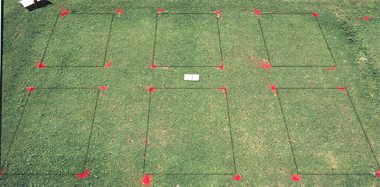 Basagran herbicide effect on Tifdwarf (1993) bermudagrass