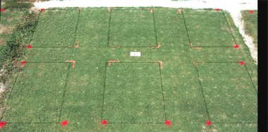 Basagran herbicide effect on Tifdwarf (1997) bermudagrass