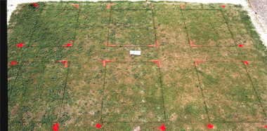 Illoxan herbicide effect on Tifdwarf (1997) bermudagrass