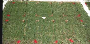 Primo PGR effect on TifEagle (1997) bermudagrass